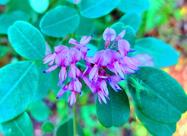 萩の花