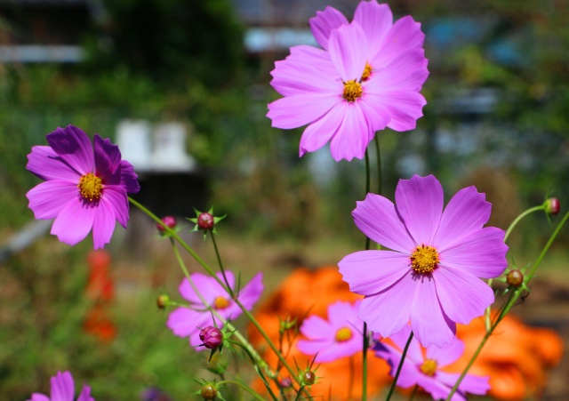 秋の花