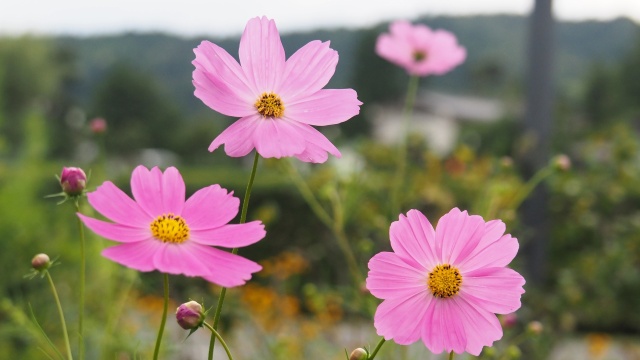 平泉のコスモス