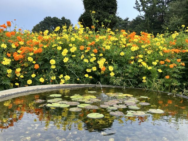 黄色いコスモス水面に涼し気