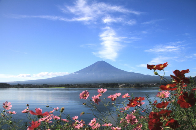 コスモス&富士山