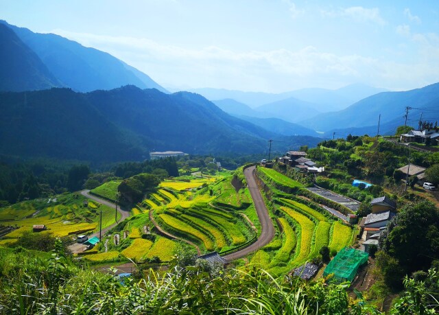 秋の千枚田