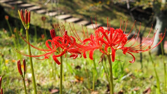 船岡城址公園の彼岸花