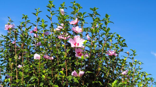 富山県中央植物園のムクゲ