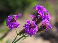 富山県中央植物園のバーベナ