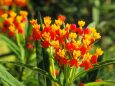 富山県中央植物園のトウワタ