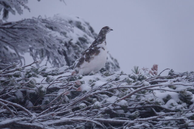 蝶ヶ岳のチビ雷鳥