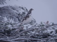 蝶ヶ岳のチビ雷鳥