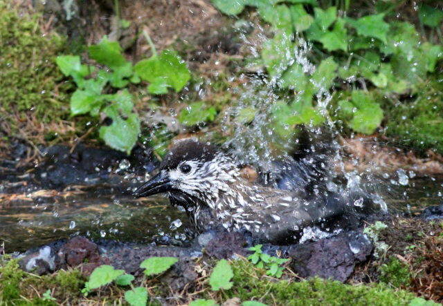 ホシガラスの水浴び