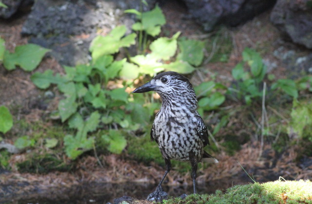 ホシガラスの立ち姿