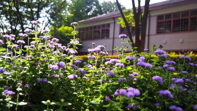 府中市郷土の森博物館のアザミ