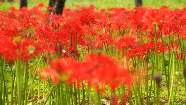 府中市郷土の森博物館の彼岸花