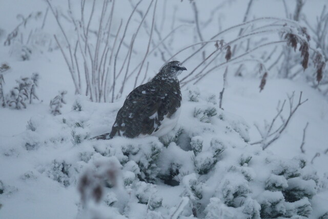 蝶ヶ岳の雄雷鳥10