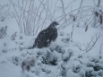 蝶ヶ岳の雄雷鳥10