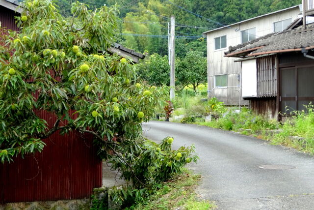 栗の実がなっている田舎道