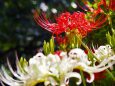 府中市郷土の森博物館の彼岸花