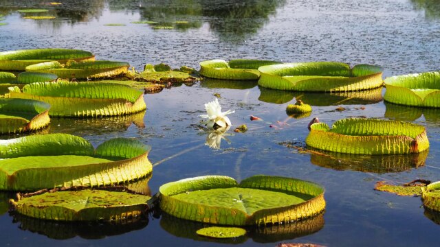 富山県中央植物園のオオオニバス