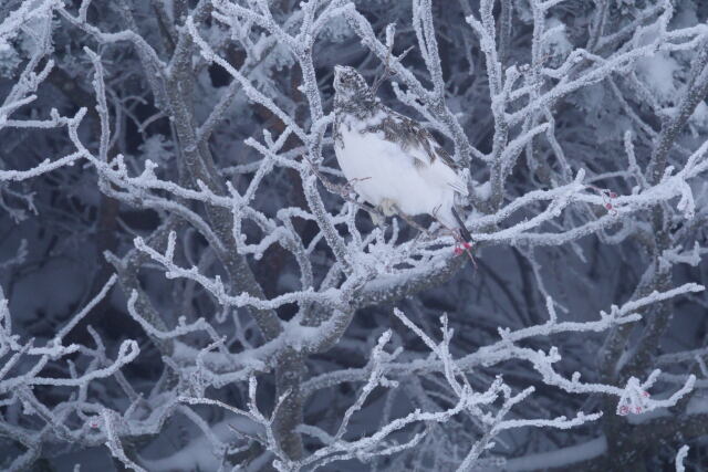 蝶ヶ岳のチビ雷鳥2