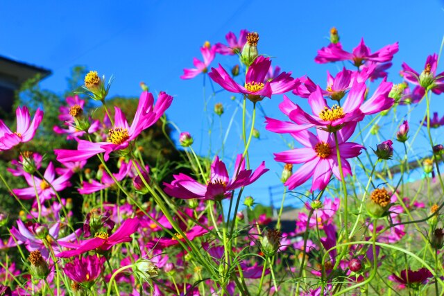 秋の花