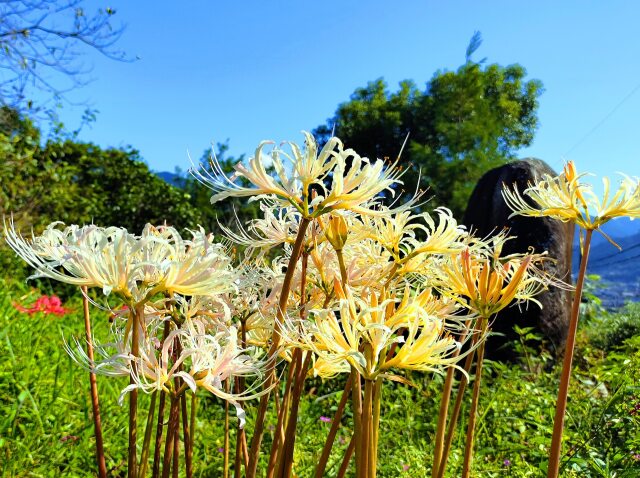 秋の花