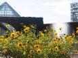 富山県中央植物園のひまわり