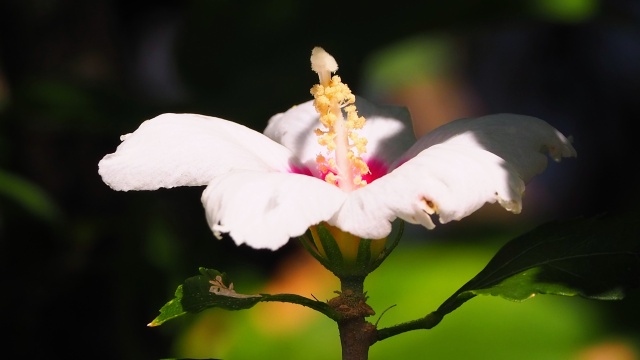 富山県中央植物園のムクゲ