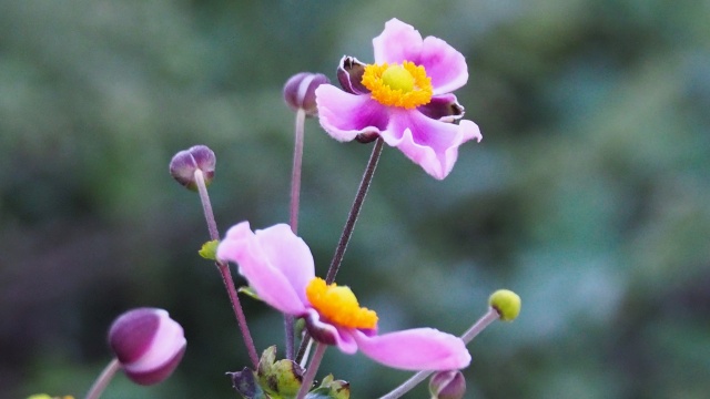 富山中央植物園のシュウメイギク