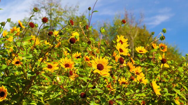 富山県中央植物園のひまわり