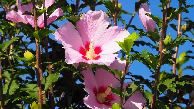 富山県中央植物園のムクゲ