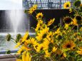 富山県中央植物園のひまわり