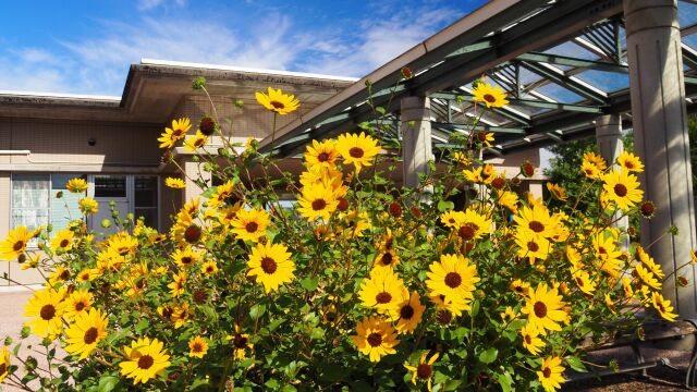 富山県中央植物園のひまわり