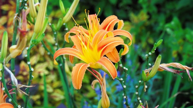 富山県中央植物園のワスレグサ