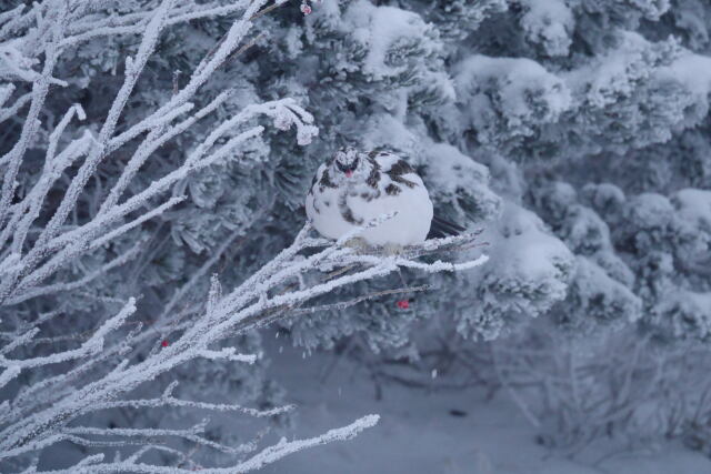 蝶ヶ岳のチビ雷鳥4