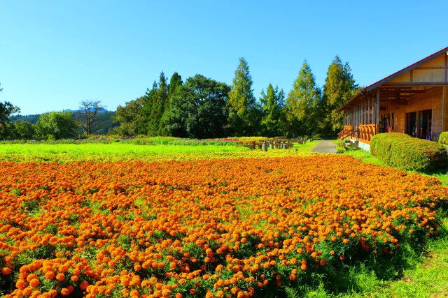 秋の青山リゾート