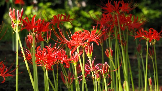 富山県中央植物園の彼岸花