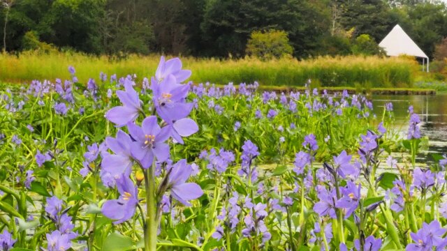 富山県中央植物園のミズアオイ