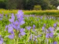 富山県中央植物園のミズアオイ