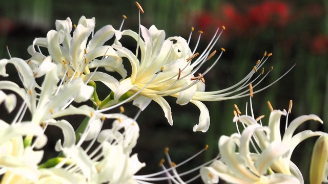 富山県中央植物園の彼岸花