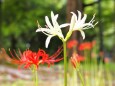 富山県中央植物園の彼岸花