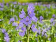 富山県中央植物園のミズアオイ