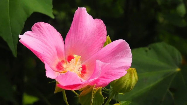 富山県中央植物園の酔芙蓉