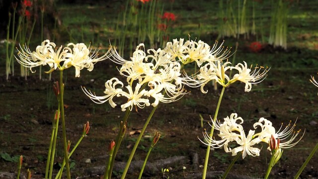 富山県中央植物園の彼岸花