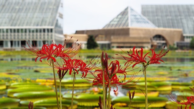 富山県中央植物園の彼岸花