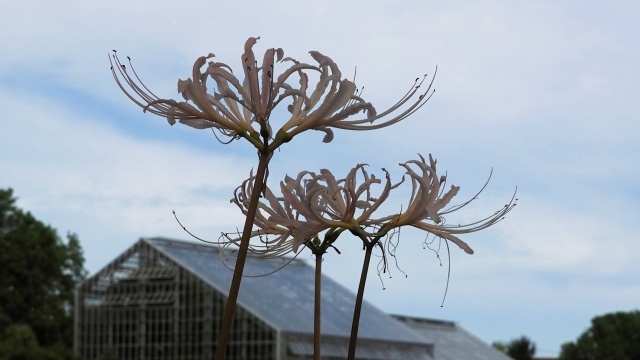 富山県中央植物園の彼岸花