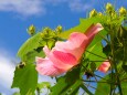 富山県中央植物園の酔芙蓉