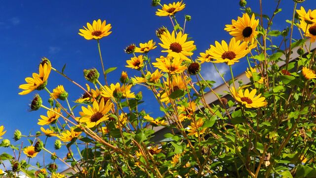 富山県中央植物園のひまわり