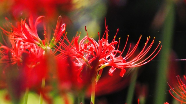 富山県中央植物園の彼岸花