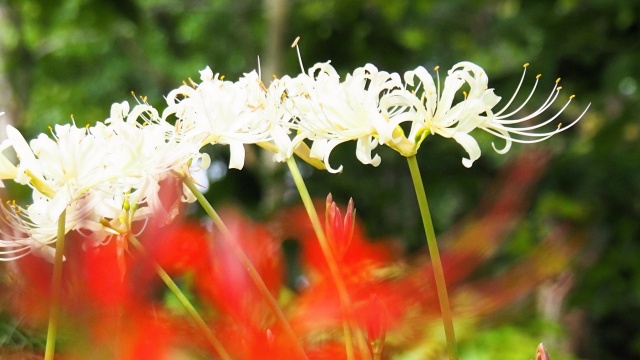 富山県中央植物園の彼岸花