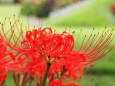 富山県中央植物園の彼岸花