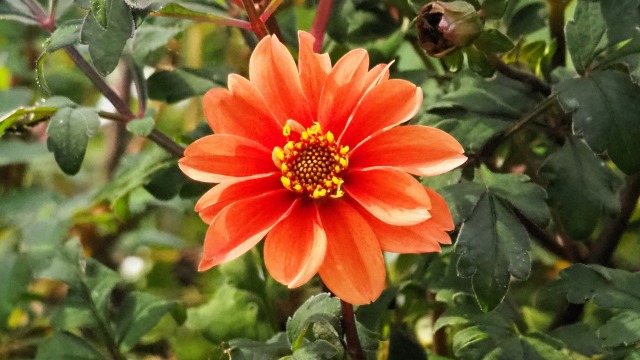 富山県中央植物園のダリア